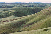 hills covered with grass at dawn
