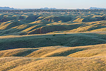 hills covered with grass at sunrise