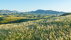hills covered with grass at sunrise