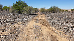 track through dry branches