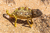 namaqua chameleon