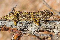 namaqua chameleon on branch