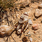 white cricket with baby on back