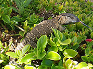 young rock monitor in succulents