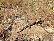 young rock monitor in dry grass
