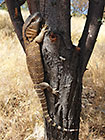 young rock monitor climbing on tree