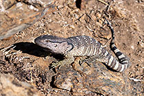 young monitor lizard
