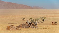 shephered tree near granite boulders in grassy plain