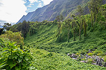 chouchou plants growing on moutain slopes & trees