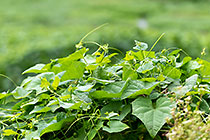 chouchou plants