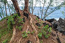vaqua tree along shore