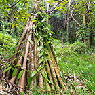vanilla plant growing on vaqua tree