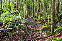ferns & trees with green mosses in forest