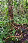 ferns & trees with green mosses in forest