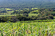sugarcane fields