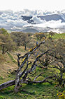 trees in pastures & clouds