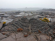 bushes growing on lava field under rain