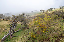 trees in pasture under rain
