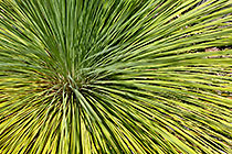 plant with long green leaves