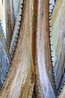 dry leaves | Livistona saribus