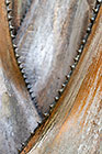 dry leaves | Livistona saribus