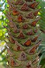 dwarf date tree | Phoenix roelibinii