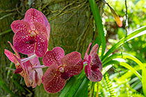 orchid plant in flower