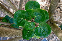 plum aralia leaves | Polyscias scutelaria
