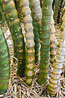 bamboo