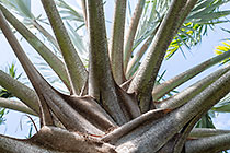 palm tree leaf stems