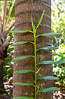 vanilla plant groewing on palm tree trunk | Vanilla planifolia 