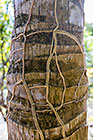 roots on palm tree trunk