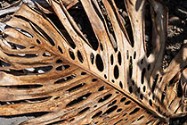 swiss cheese dry leaf | Monstera deliciosa