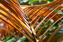 palm tree dry leaf