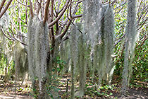 lichens on tree