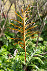 wart fern leaves with spores | Phymatosorus scolopendria