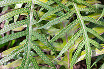 wart fern leaves with spores | Phymatosorus scolopendria