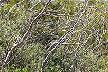 tamarind trees