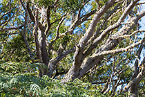 ferns & tamarind trees