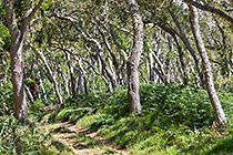 ferns & tamarind trees