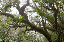 tree with mosses & epiphytes in mist
