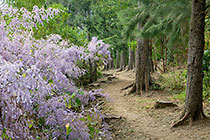 bush with purple flowers
