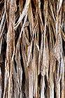 agave dry leaves