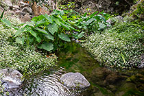 taro plants near water pool