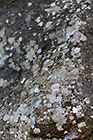 lichens on rock