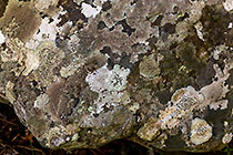 lichens on rock