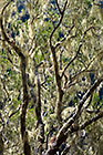 trees with lichens