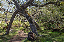 tamarind trres in pasture
