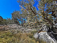 tamarind trres in pasture