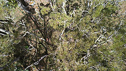 tamarind trres in pasture
